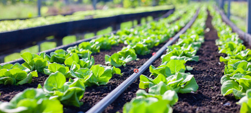 Drip Irrigation Systems
